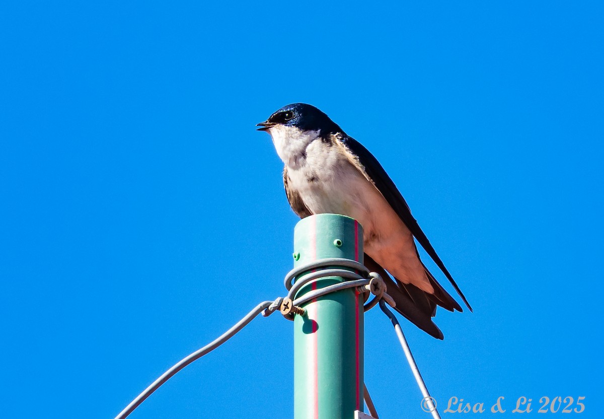 Chilean Swallow - ML646060215