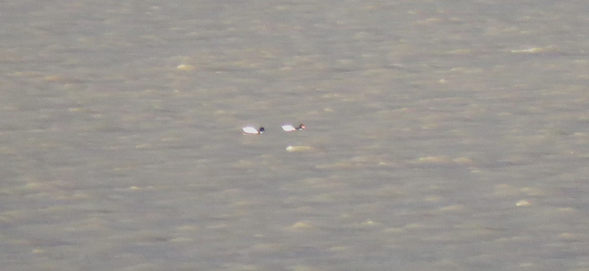 Common Shelduck - ML646060217