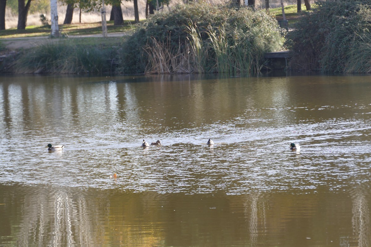 Mallard - ML646060218