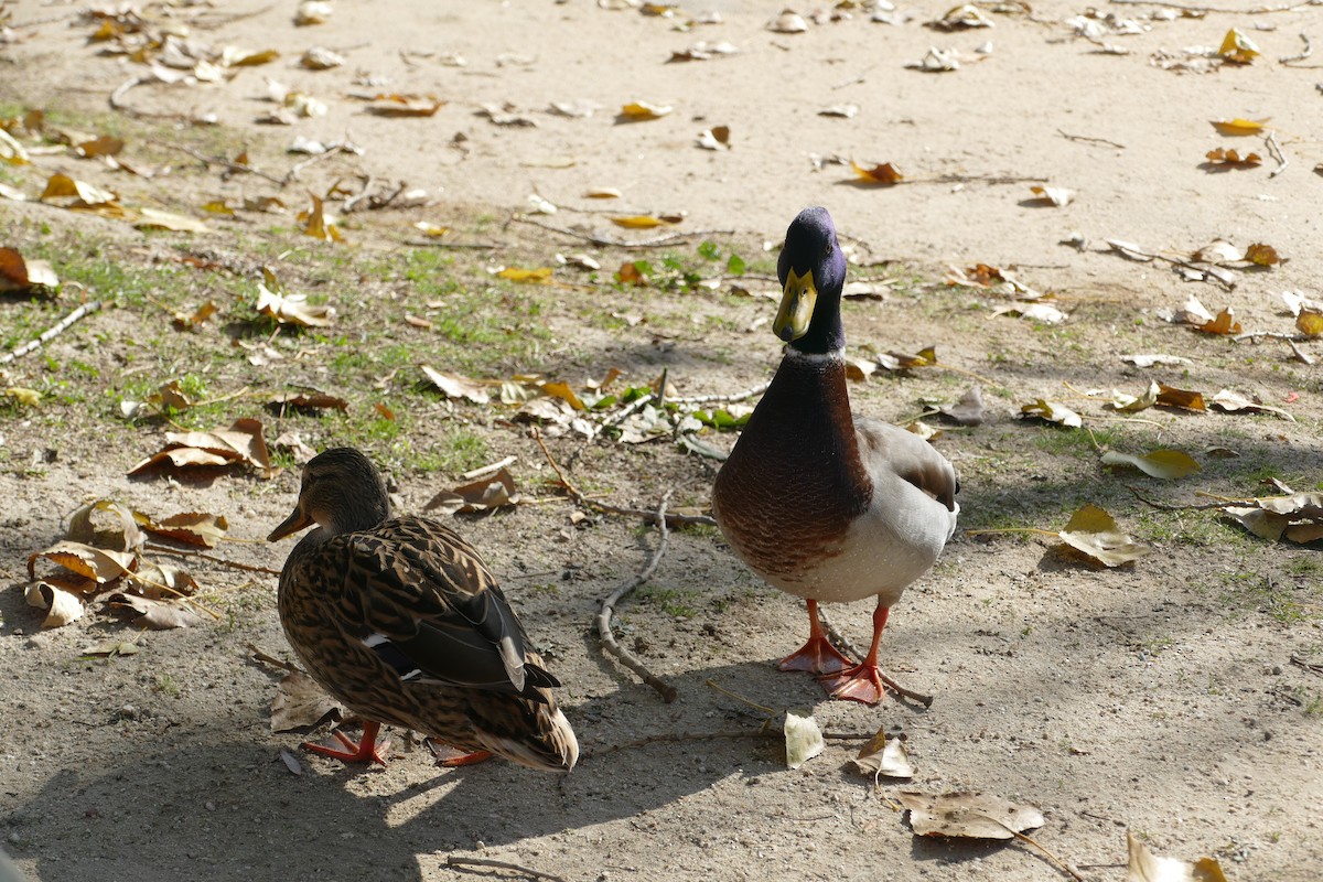 Mallard - ML646060219