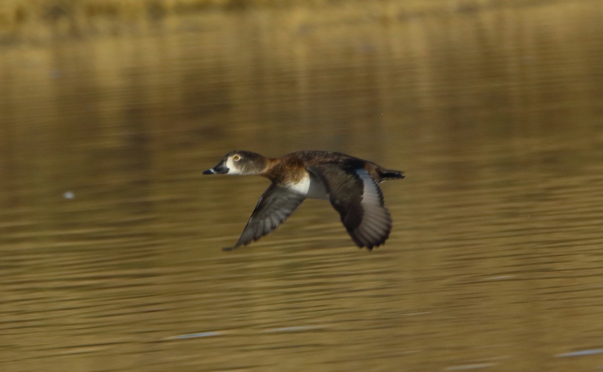 Ring-necked Duck - ML646060228