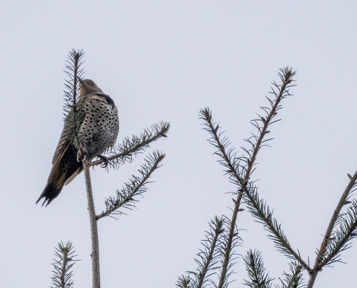 datel zlatý - ML646060232