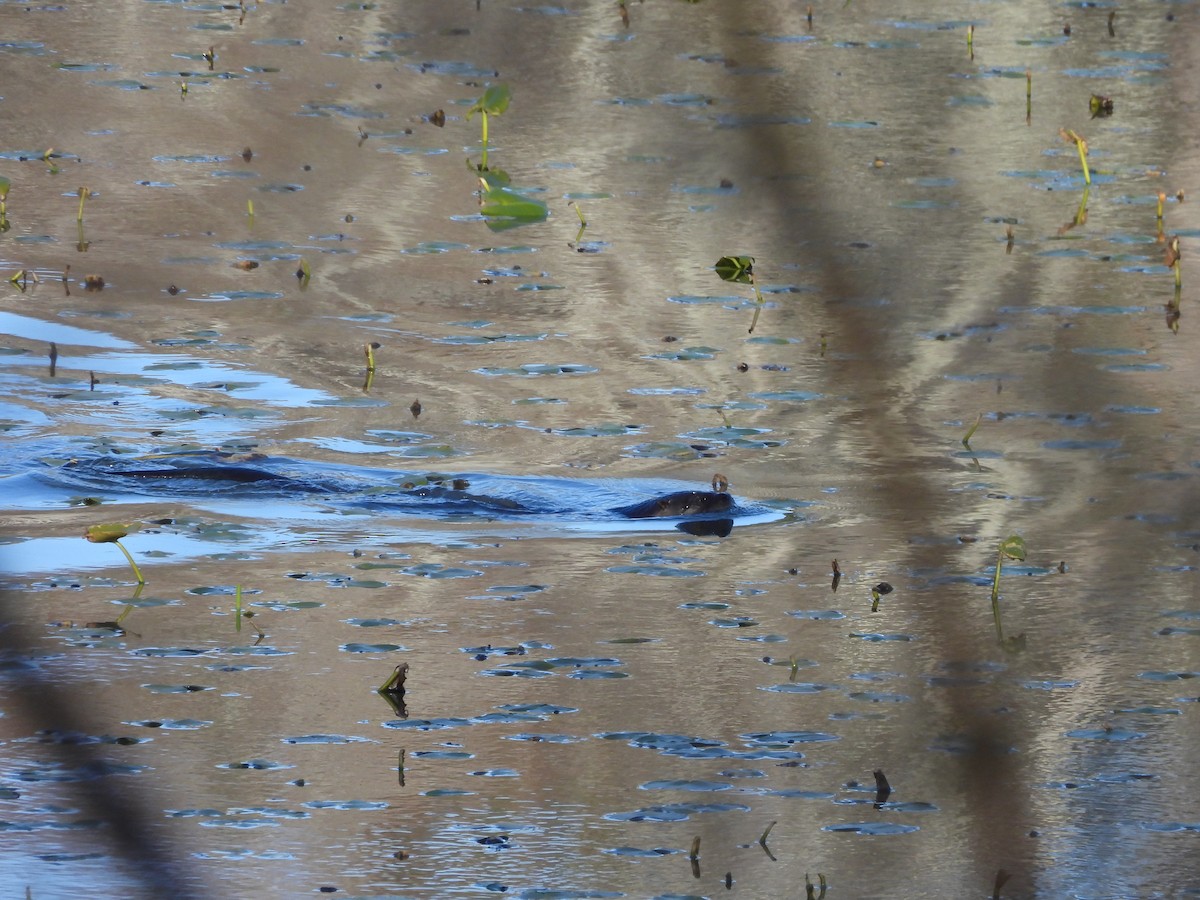 North American River Otter - ML646060236