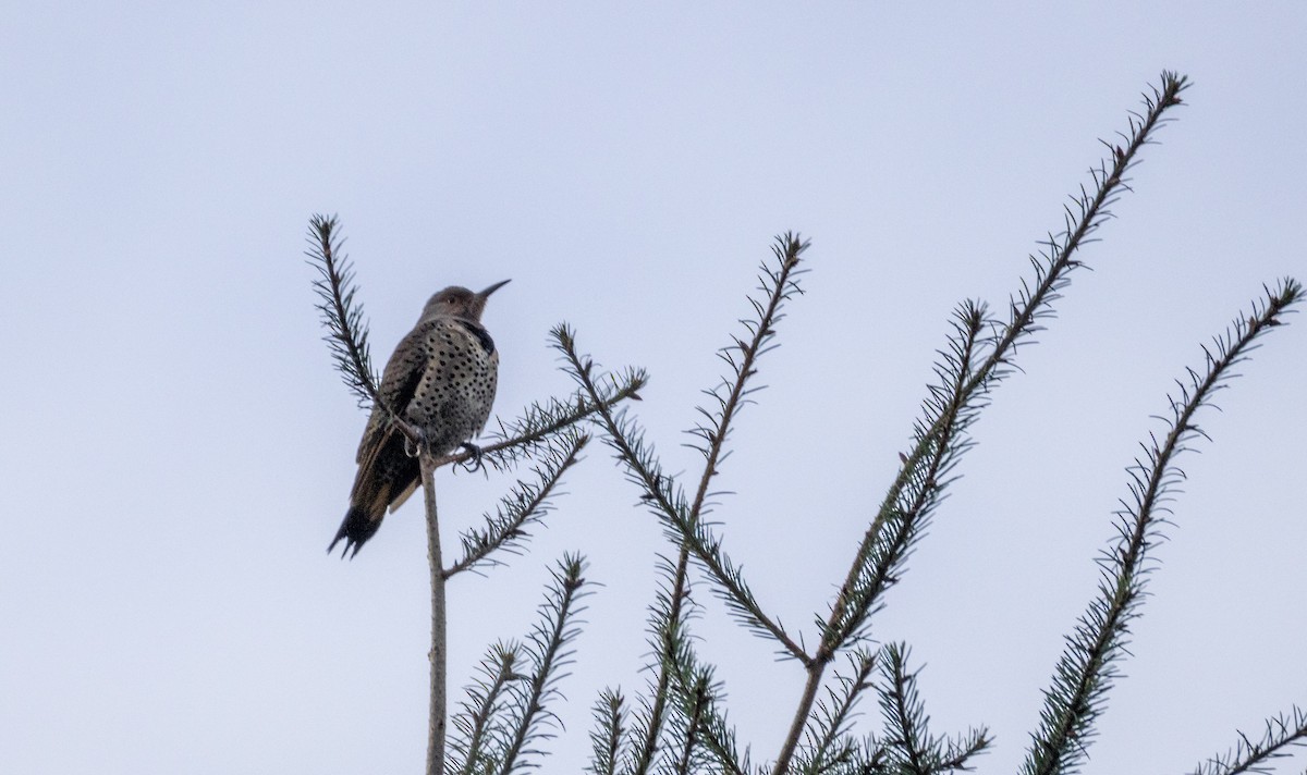 datel zlatý - ML646060237