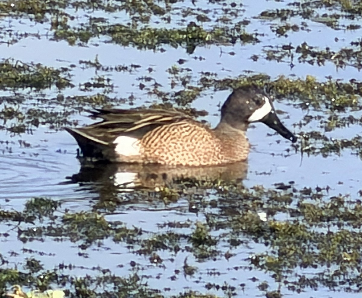 Zertzeta hegalurdina - ML646060239