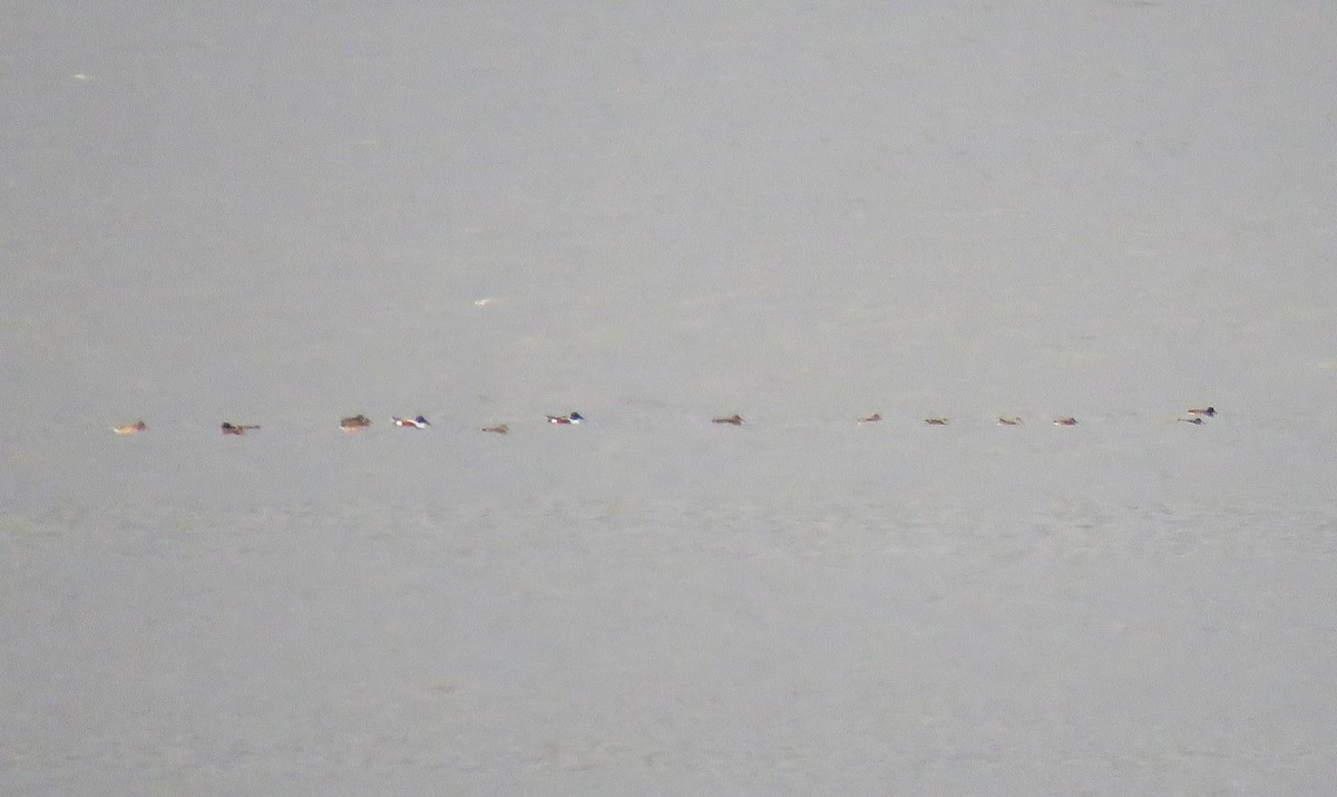 Northern Shoveler - ML646060240