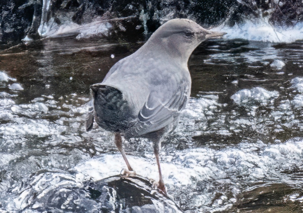 American Dipper - ML646060244