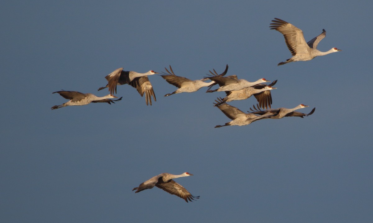 Sandhill Crane - ML646060247