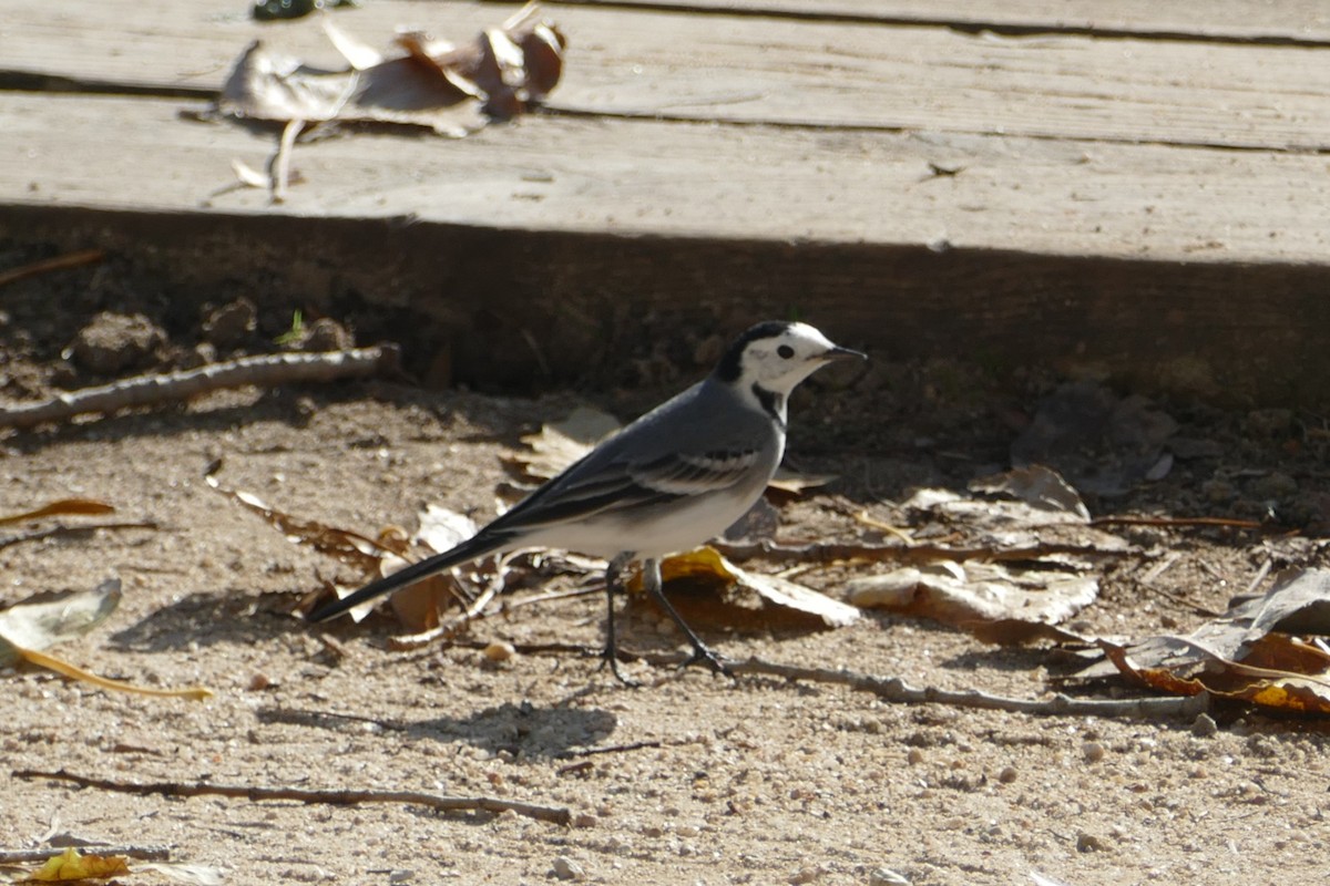 White Wagtail - ML646060255