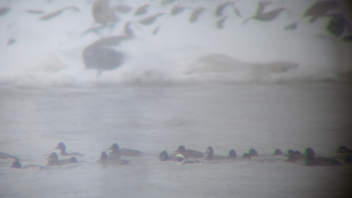 Long-tailed Duck - ML646060259