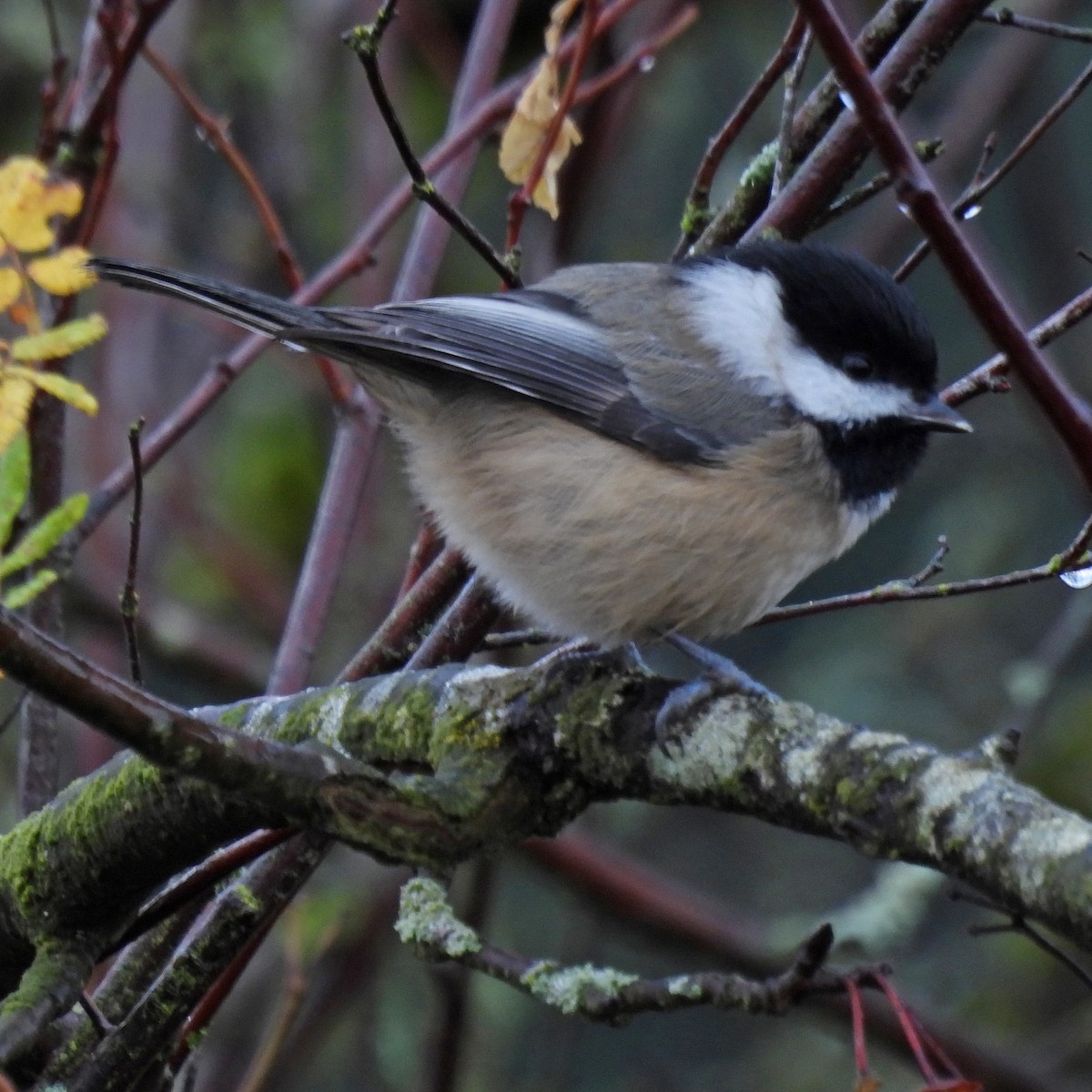 Гаїчка світлокрила - ML646060260