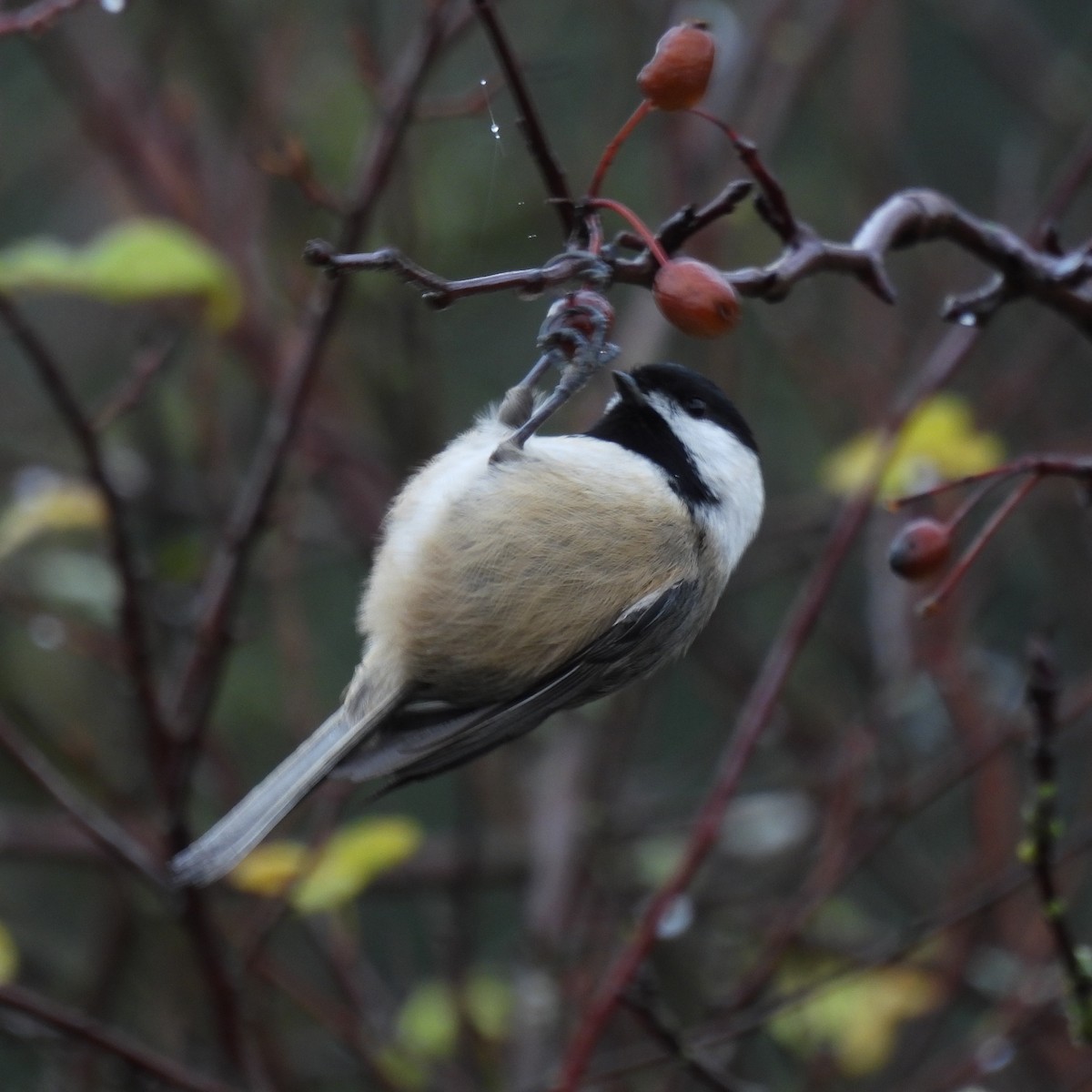 Гаїчка світлокрила - ML646060261