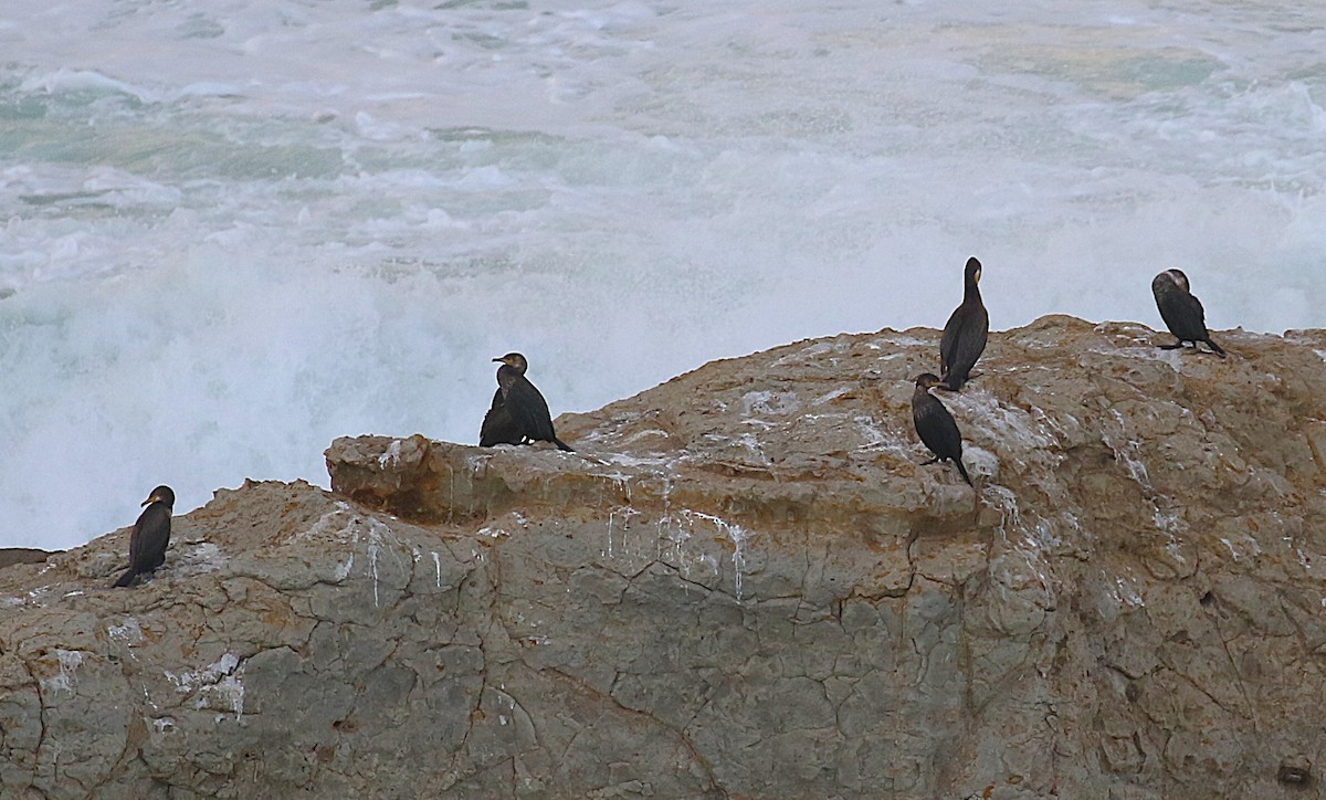 Japanese Cormorant - ML646060262