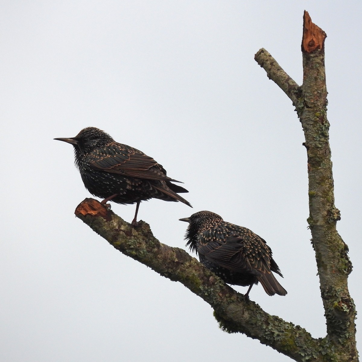 European Starling - ML646060265