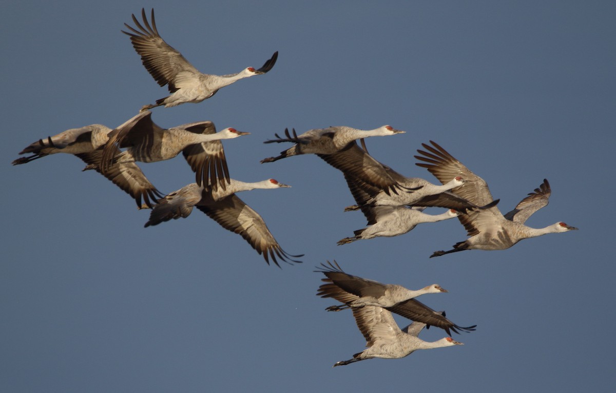 Sandhill Crane - ML646060267