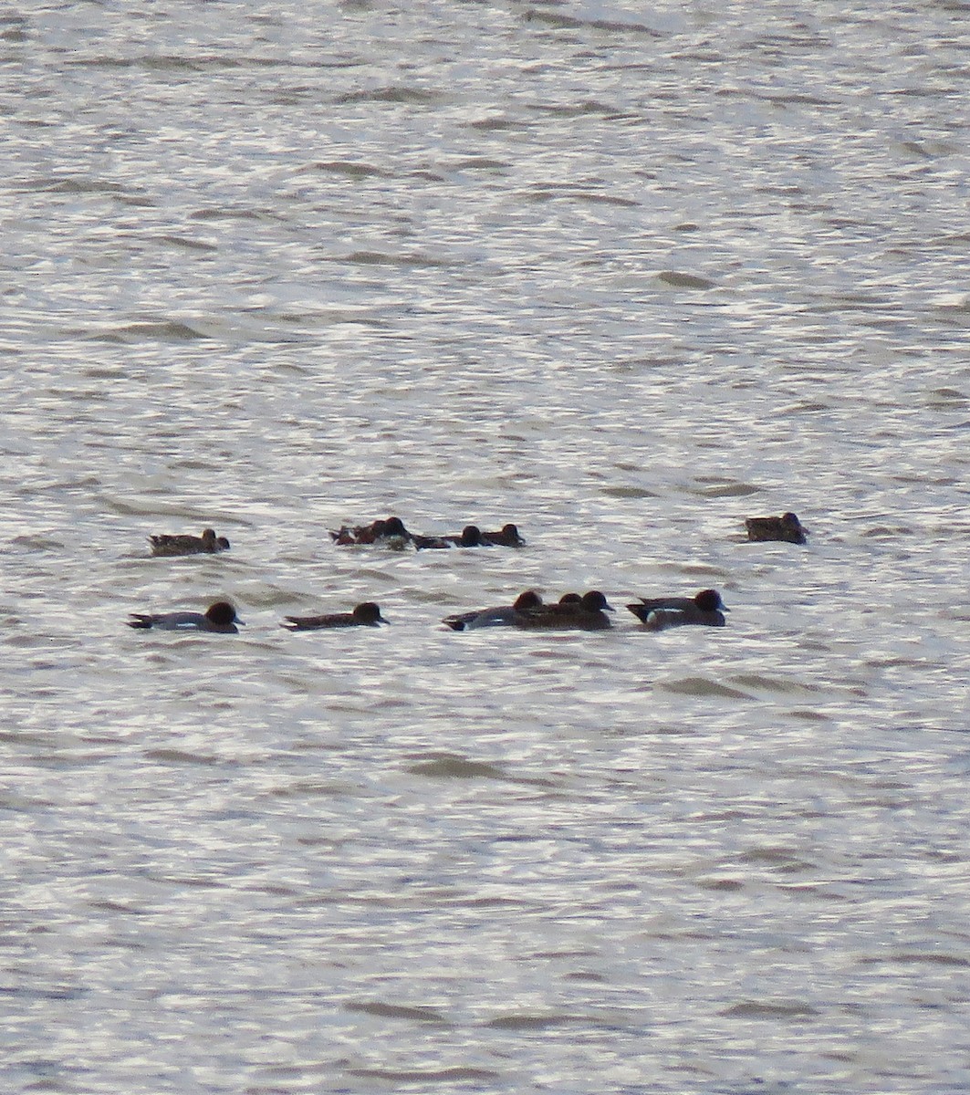Eurasian Wigeon - ML646060270