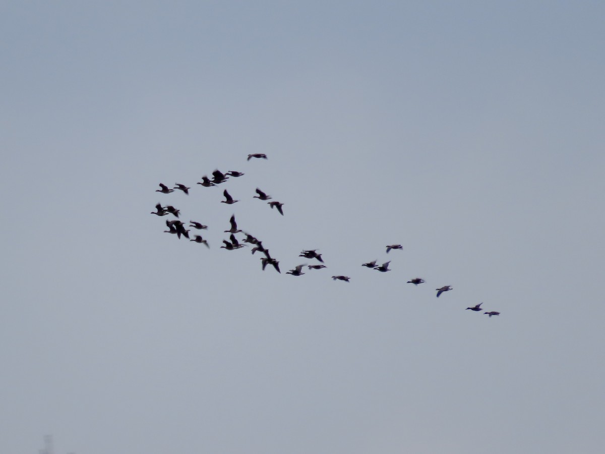 Cackling Goose - ML646060273