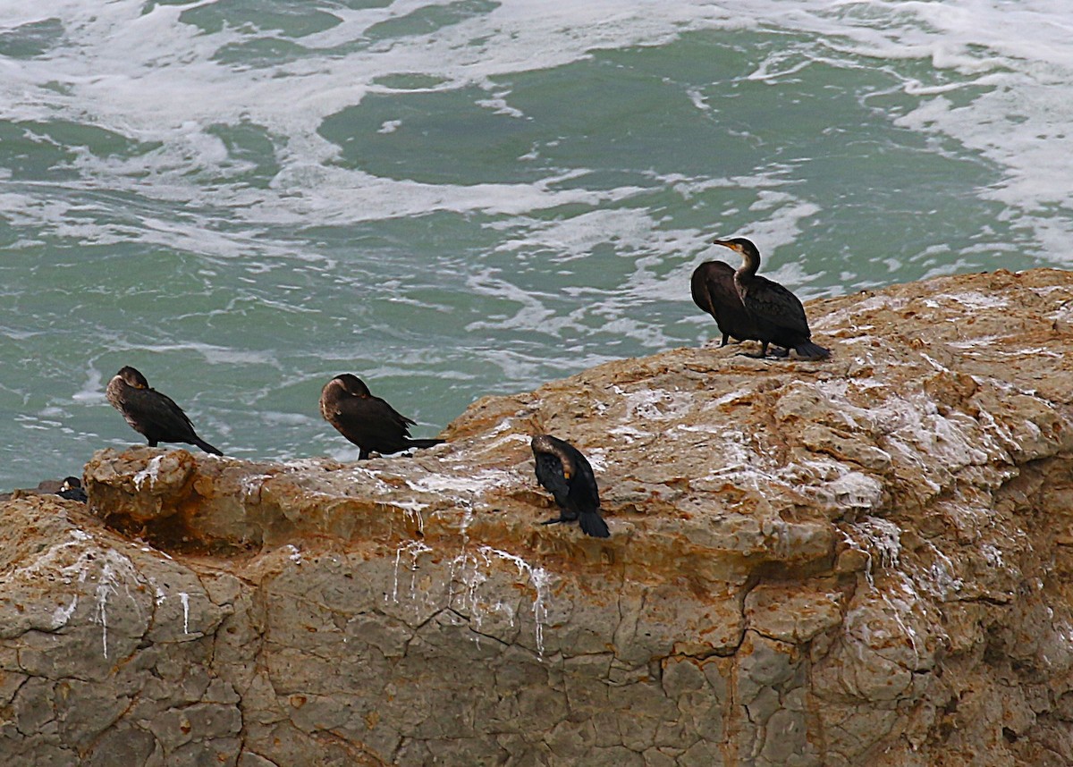 Japanese Cormorant - ML646060280
