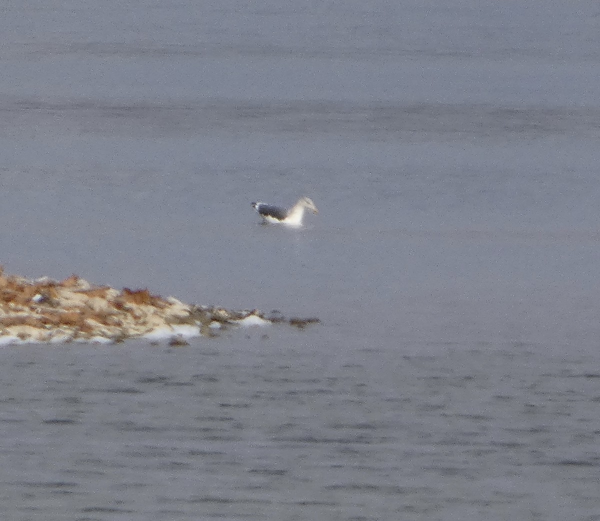 Бэсрэг цахлай - ML646060283