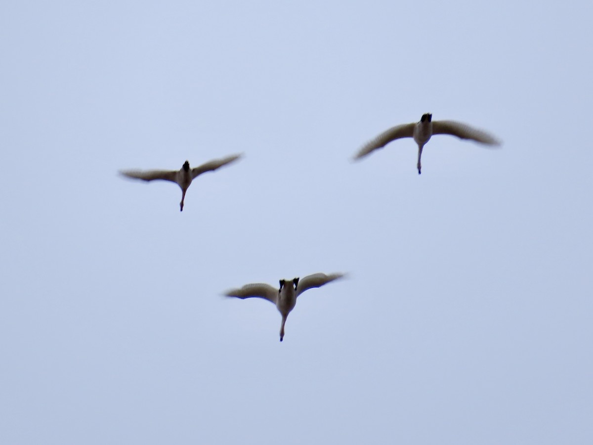 Tundra Swan - ML646060285