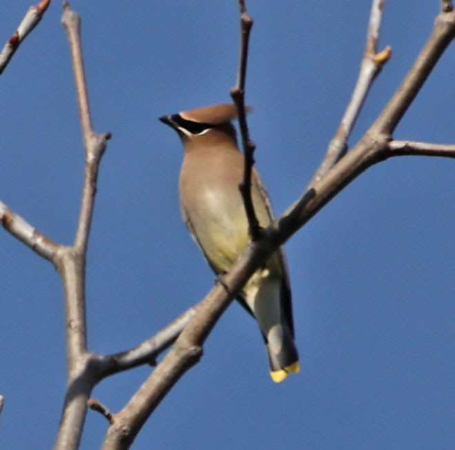 Cedar Waxwing - ML646060286