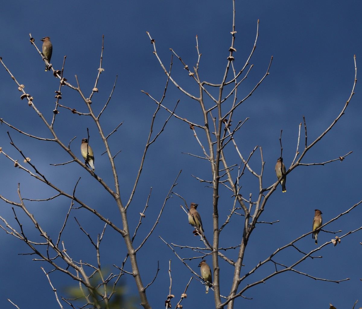 Cedar Waxwing - ML646060287