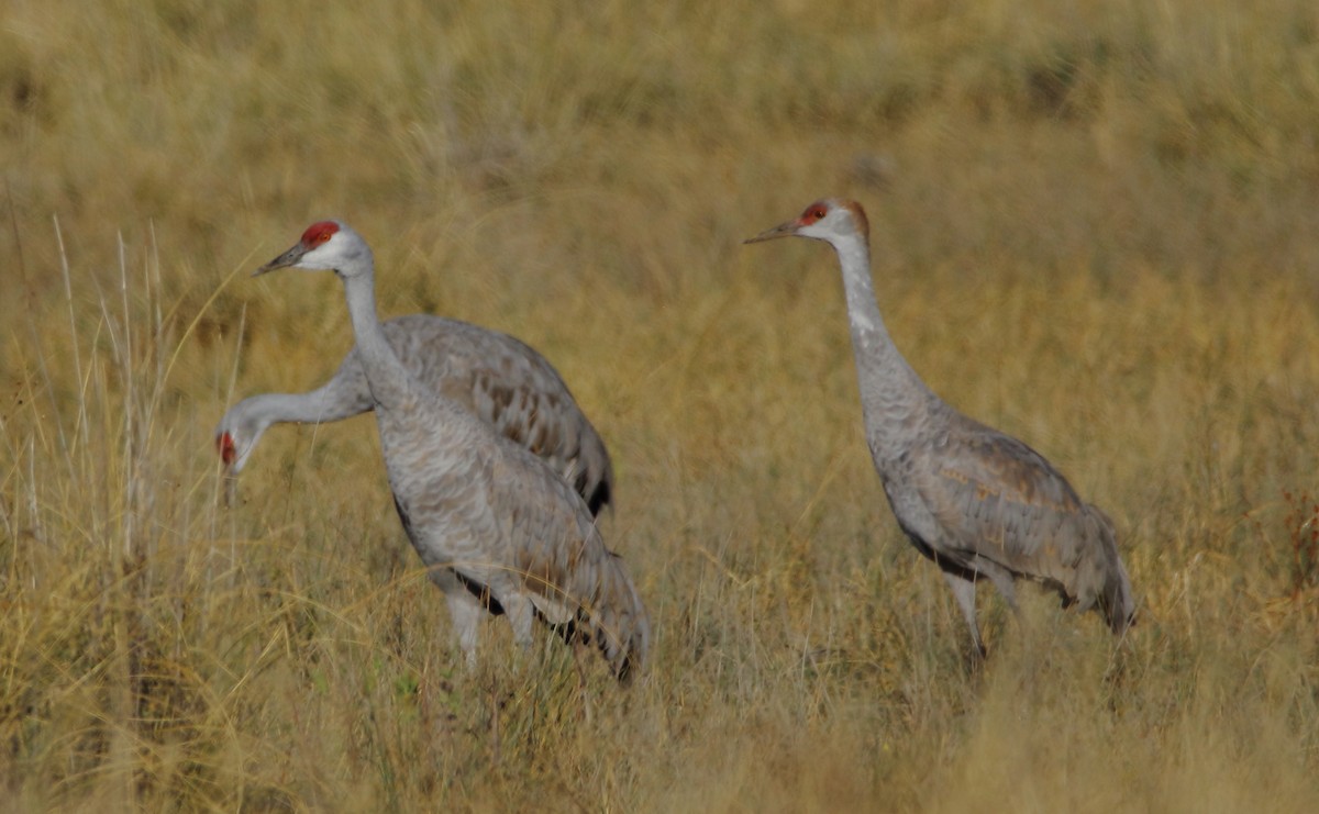 Sandhill Crane - ML646060288