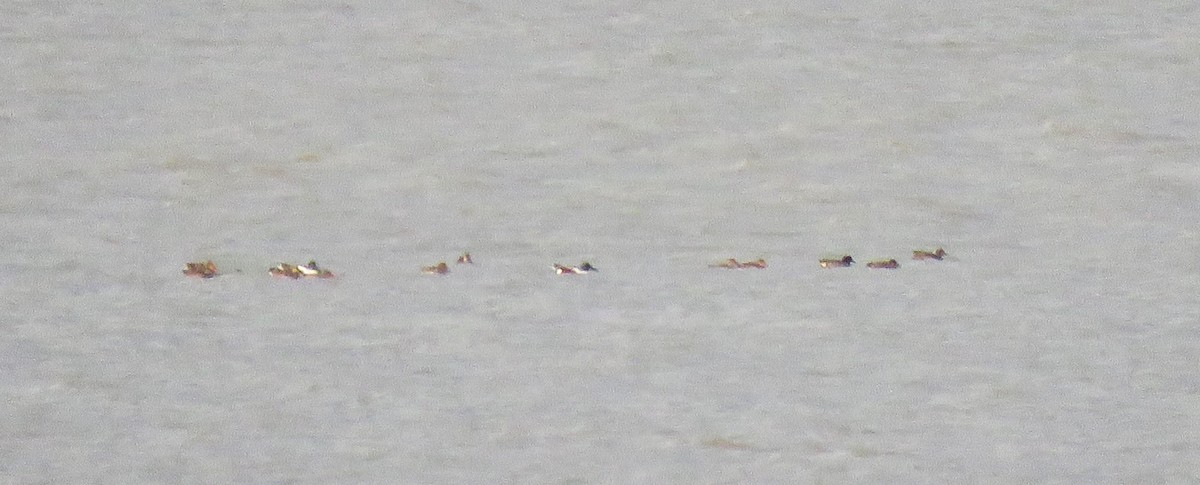 Green-winged Teal - ML646060291