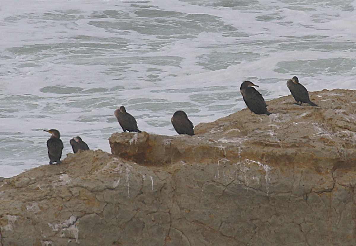 Japanese Cormorant - ML646060300