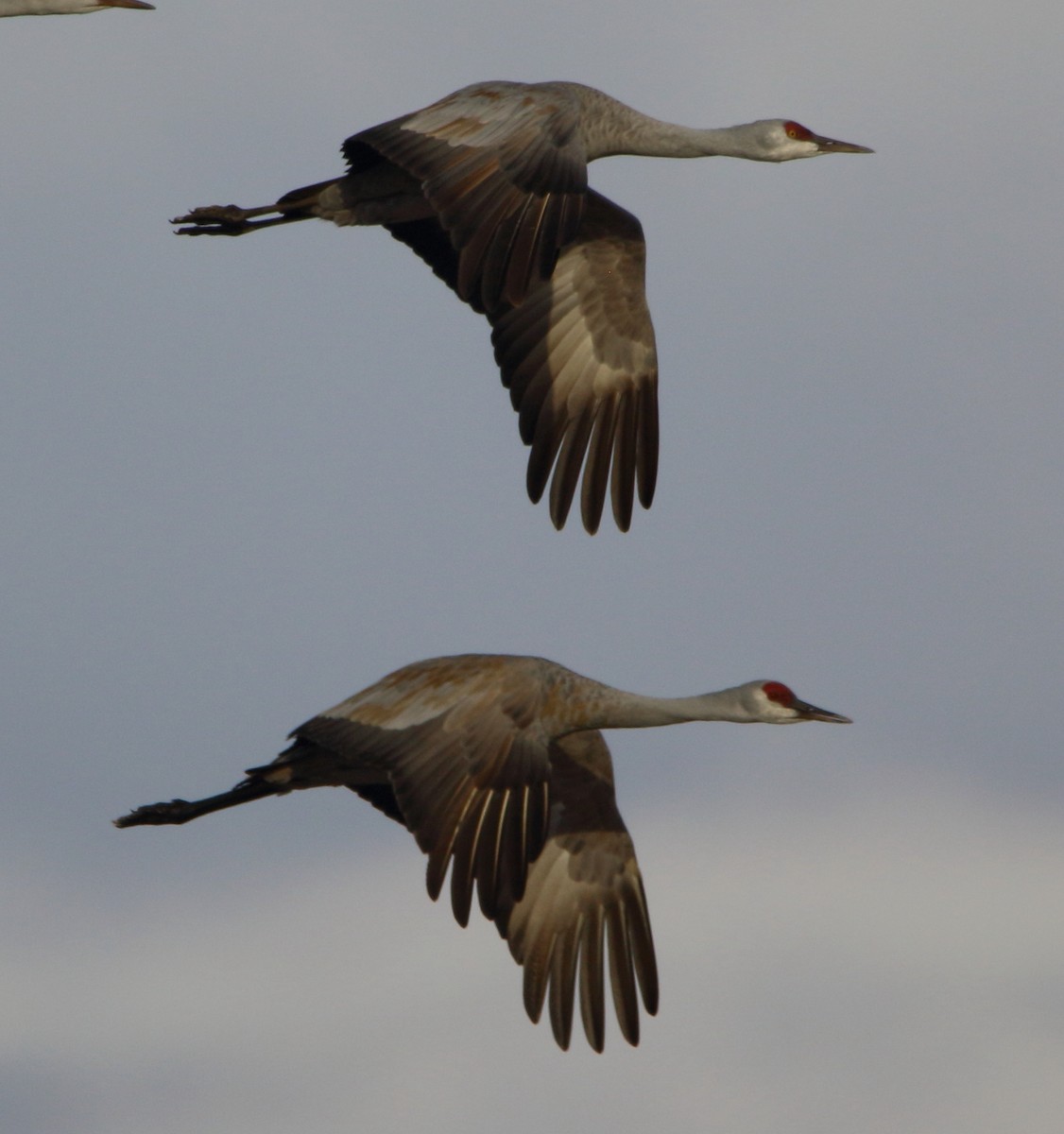 Sandhill Crane - ML646060303