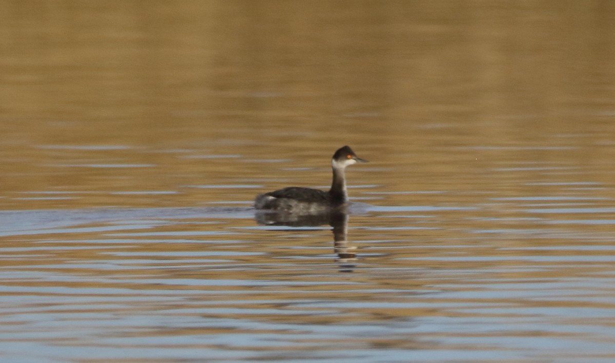 Eared Grebe - ML646060308