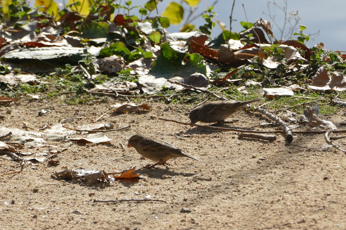 House Sparrow - ML646060309