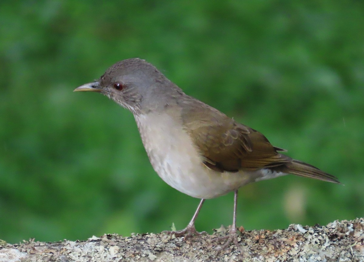 Pale-breasted Thrush - ML646060310