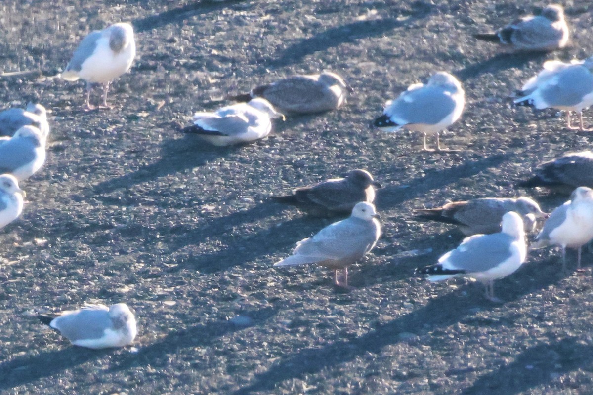 Glaucous Gull - ML646060314