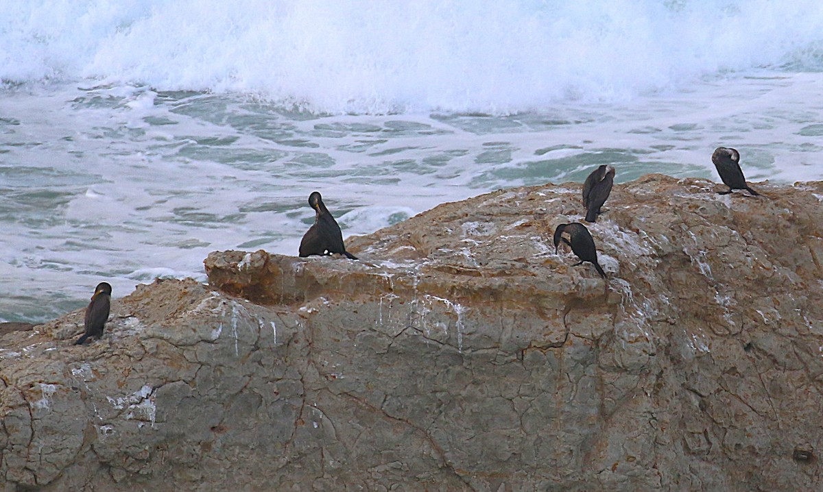 Japanese Cormorant - ML646060323