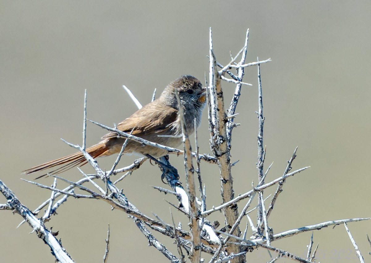Sharp-billed Canastero - ML646060325