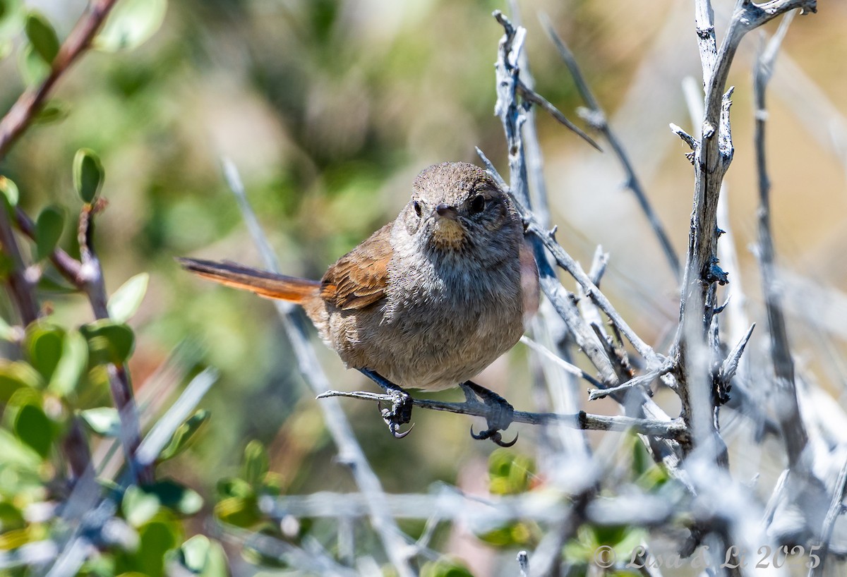 Sharp-billed Canastero - ML646060326