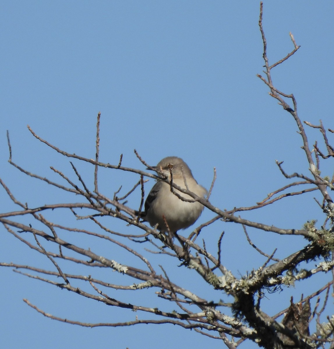 Northern Mockingbird - ML646060331