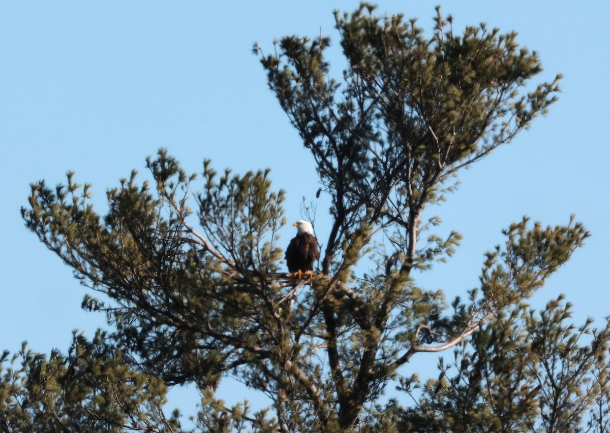 Bald Eagle - ML646060333