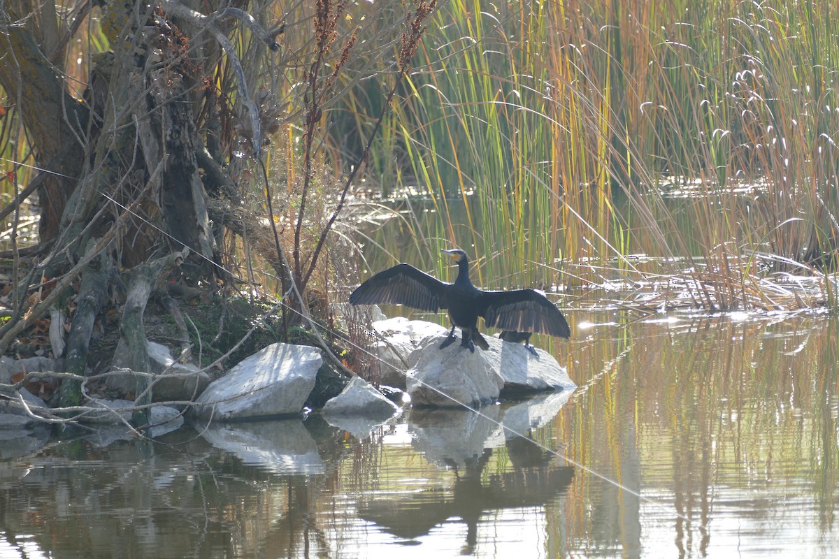 kormorán velký - ML646060337