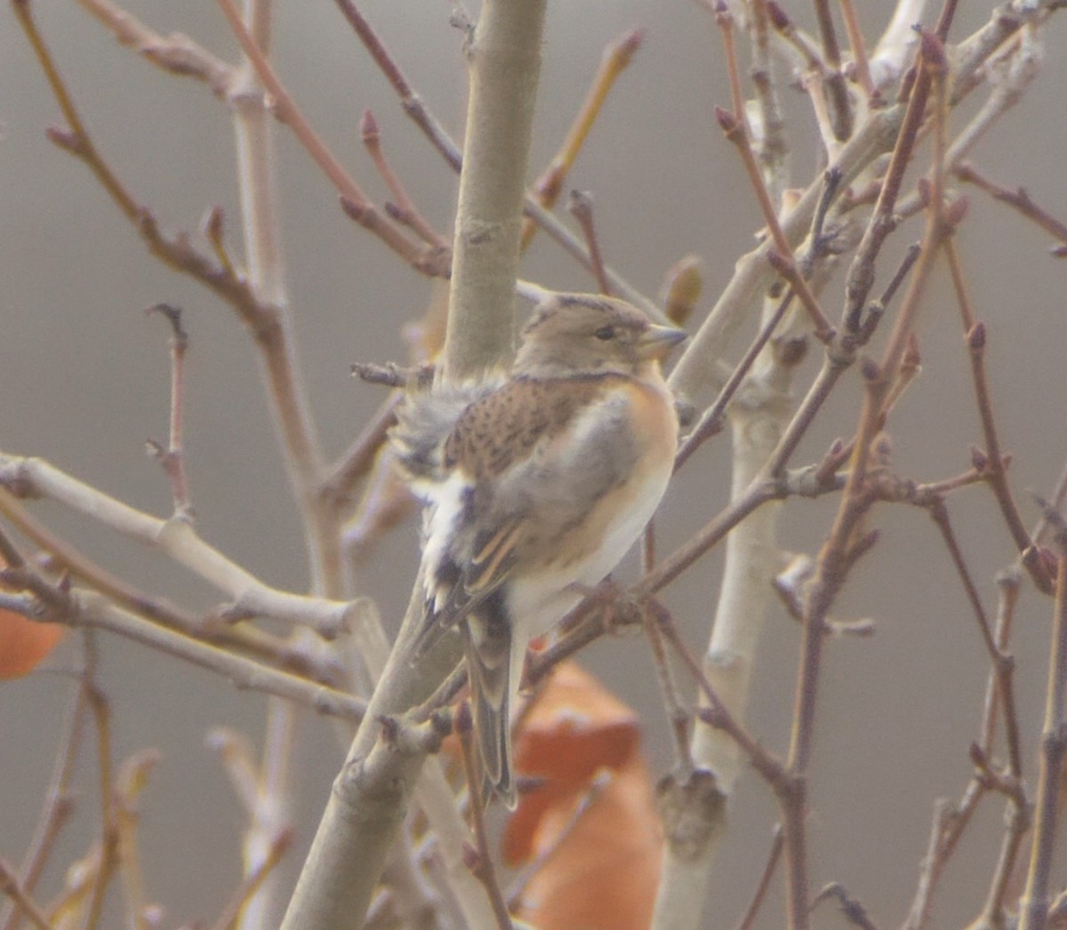 Brambling - ML646060342