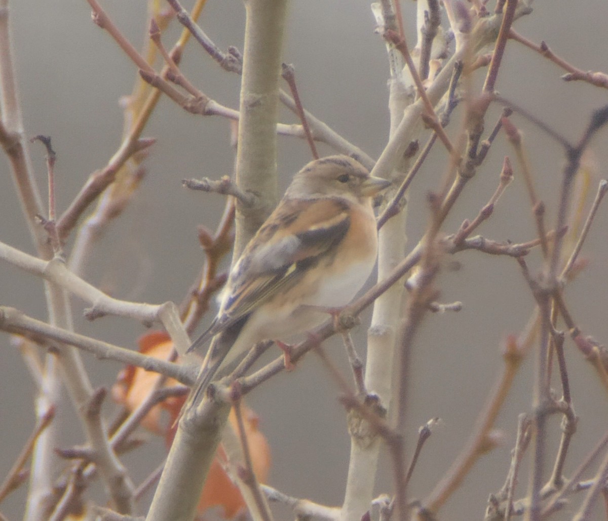 Brambling - ML646060343