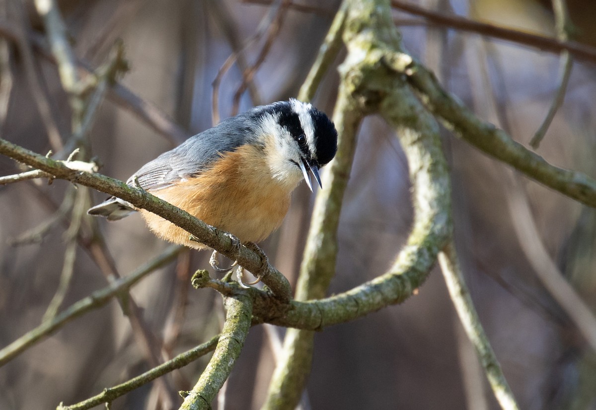 Red-breasted Nuthatch - ML646060345