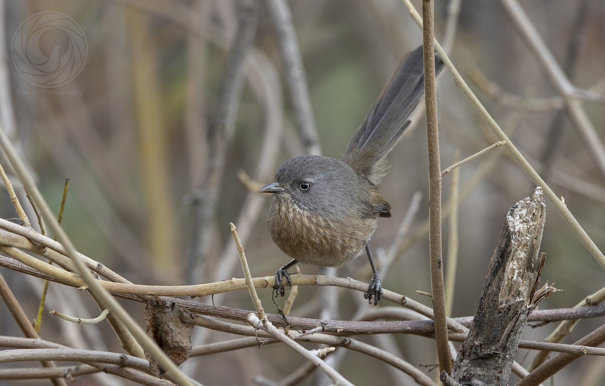 Wrentit - ML646060347