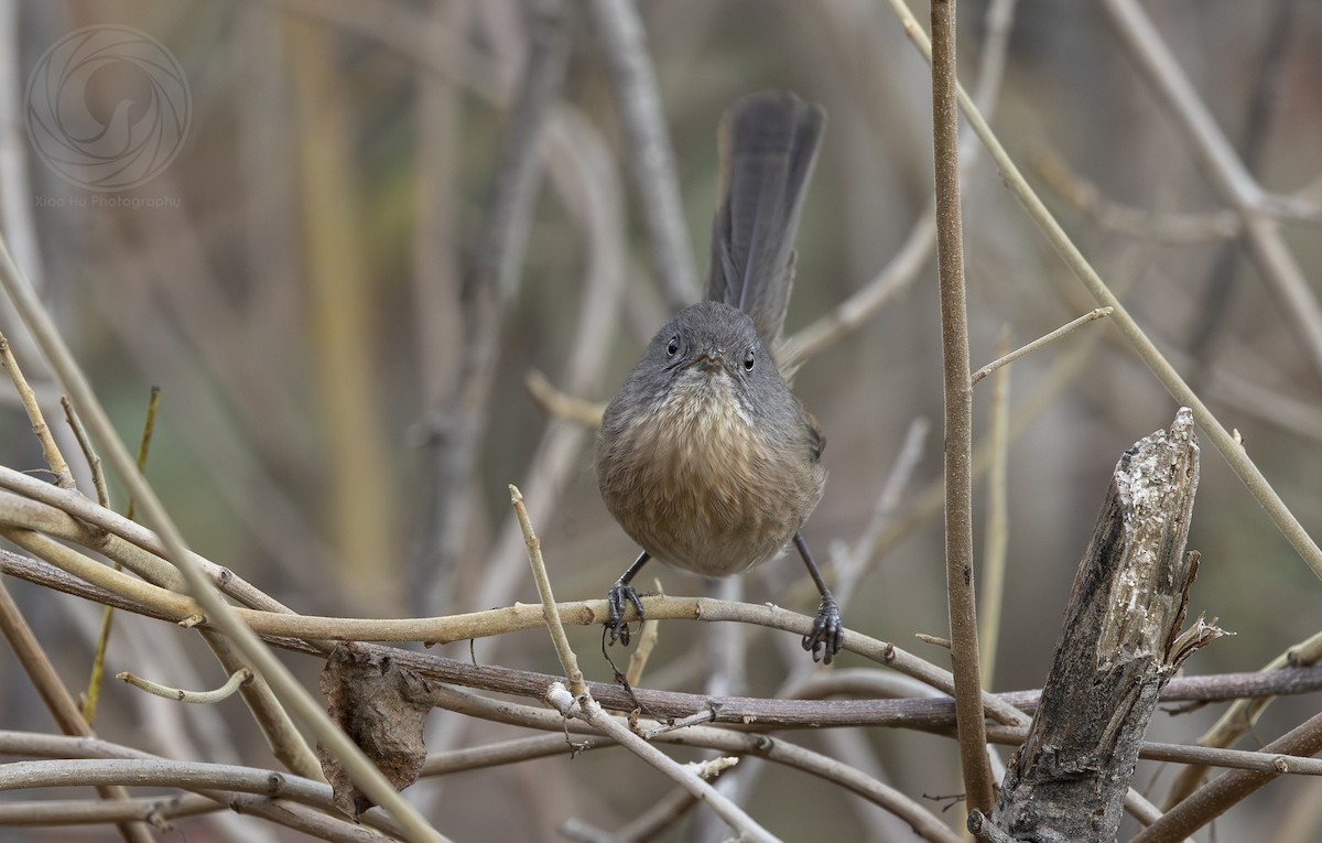 Wrentit - ML646060348