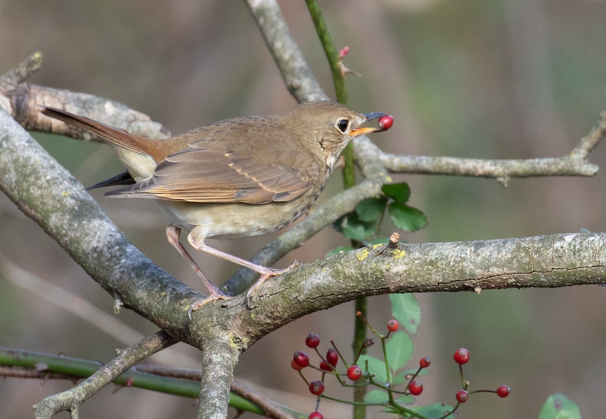 Hermit Thrush - ML646060351