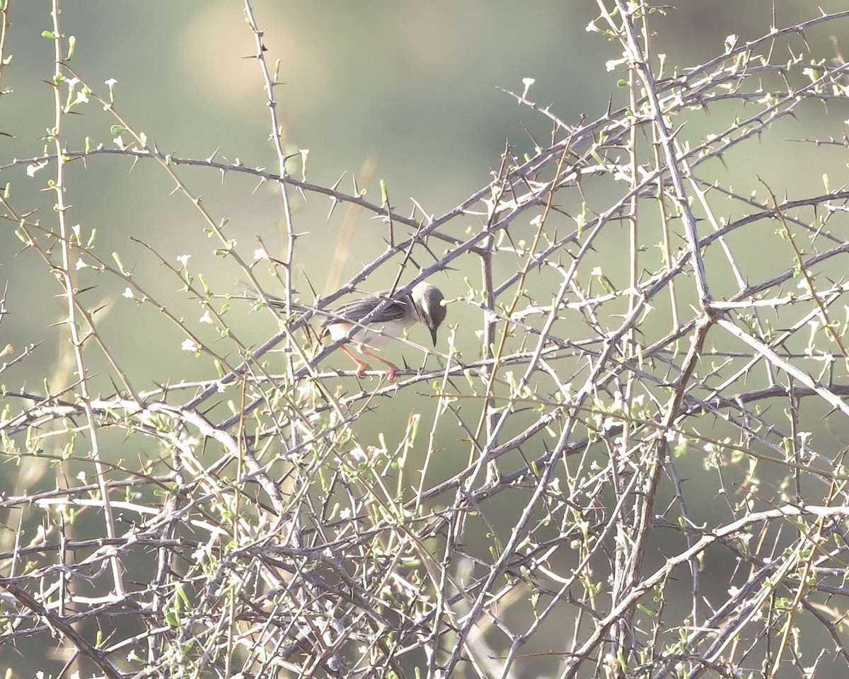 Pale Prinia - ML646060352
