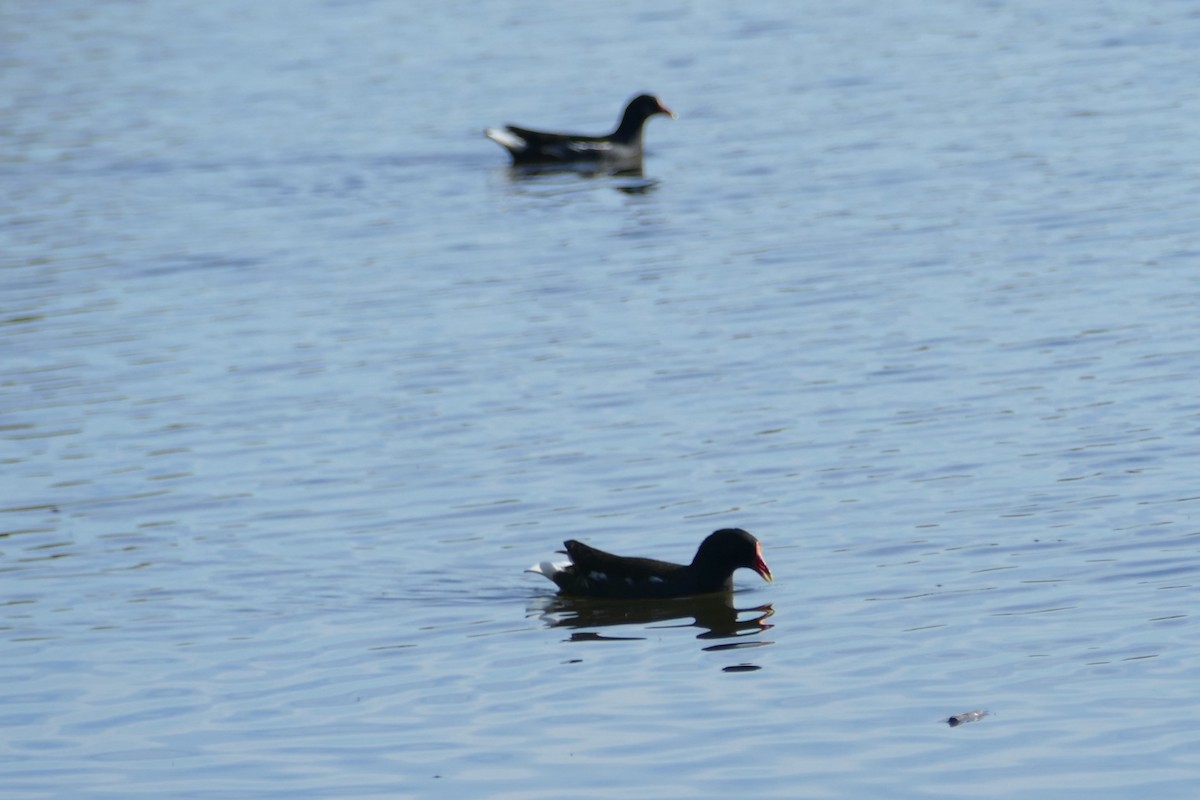 Eurasian Moorhen - ML646060357