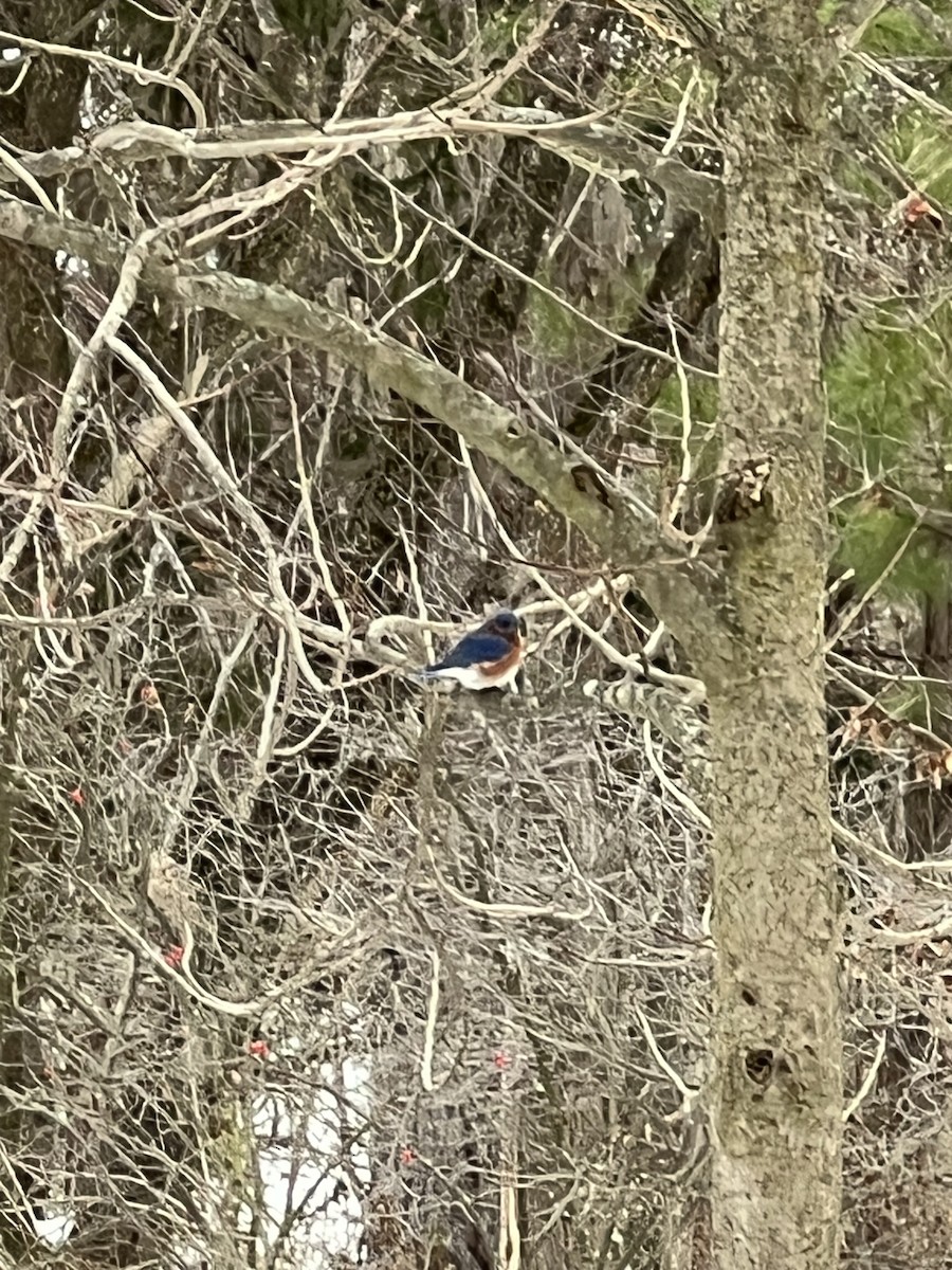 Eastern Bluebird - ML646060358