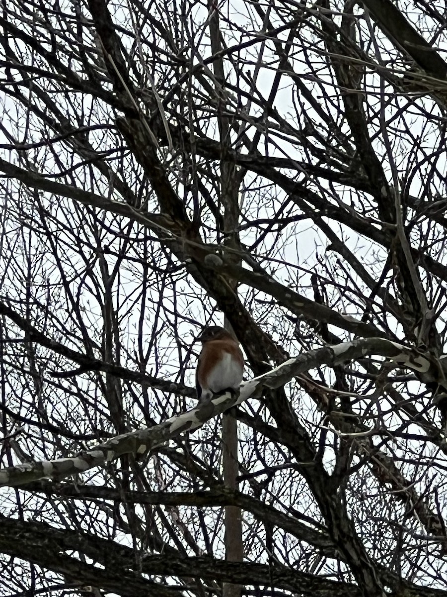 Eastern Bluebird - ML646060359